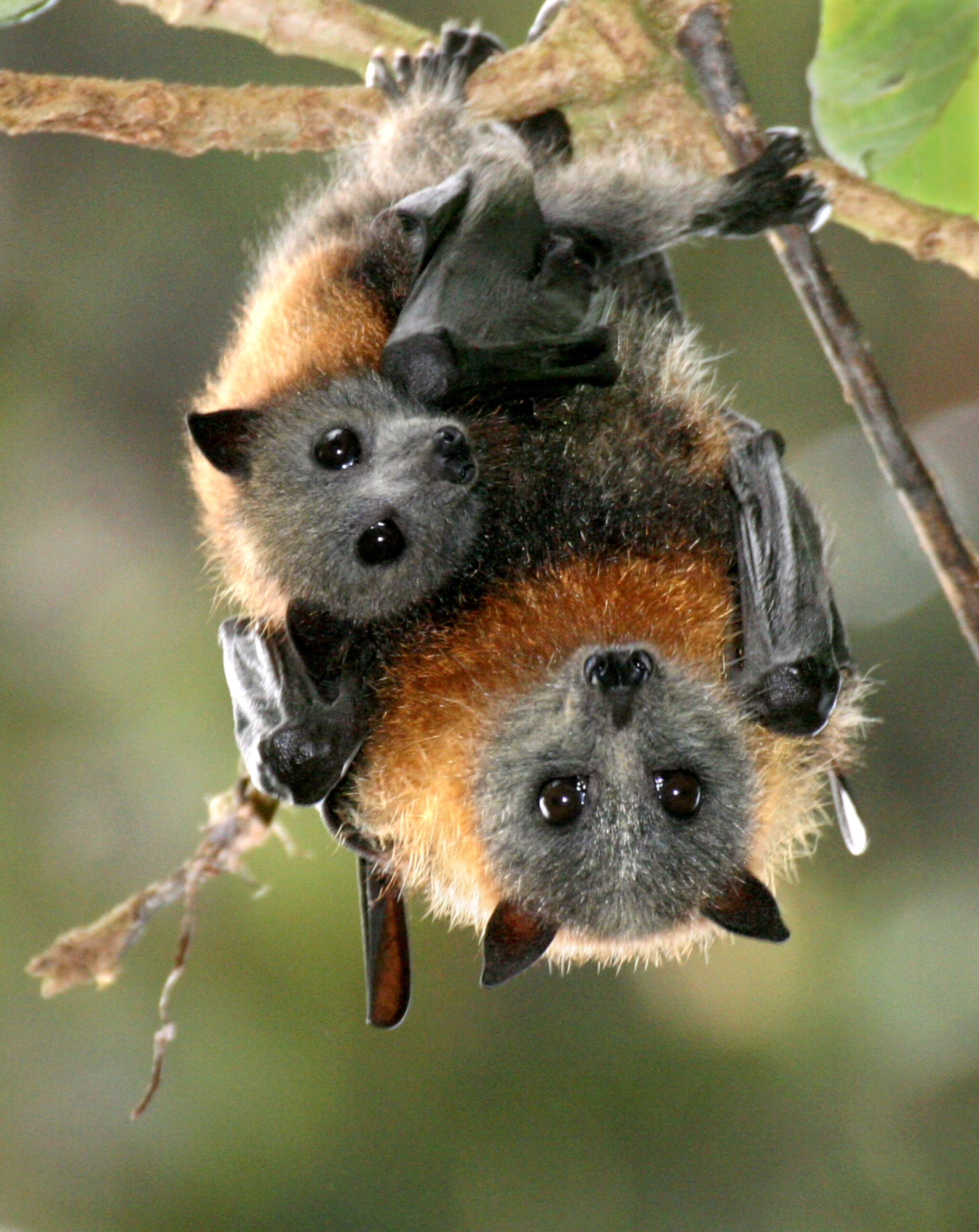 WIRES, Grey-headed Flying-foxes and habitat connectivity planning