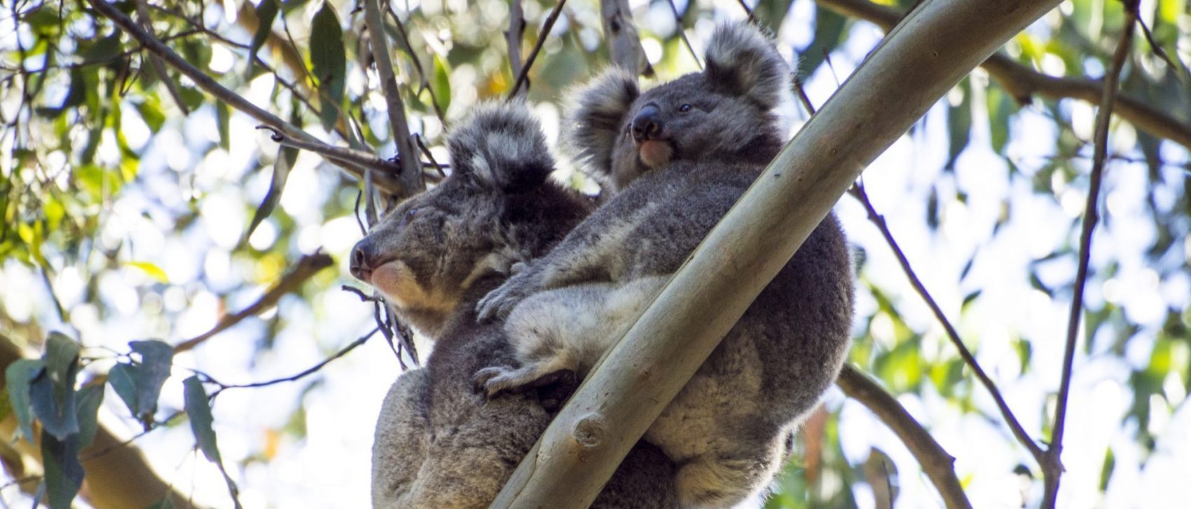 Cores, Corridors and Koalas: A Collaborative Approach to Restoring the Forests of Eastern Australia