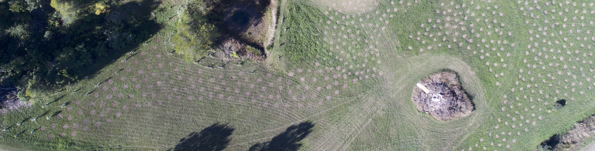 Connecting & Improving Koala habitat & connectivity at Hydes Creek and Bongil Bongil National Park
