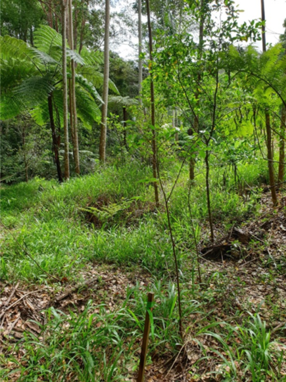 Jaliigirr Bush Connect Project now in its 5th year!