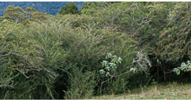 New Factsheet: Biodiversity values of Privet regrowth