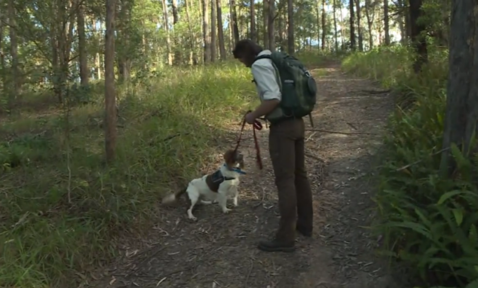 Canine Scent Detectives  Promoting Koala Population  Health in Bellingen – Coffs  Harbour LGAs.