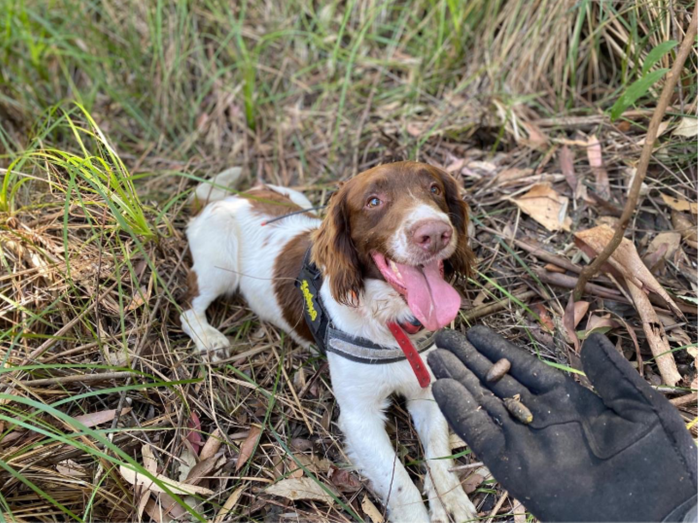 Detection Dogs Uncover Rare Chlamydia-Free Koalas n Breakthrough Survey