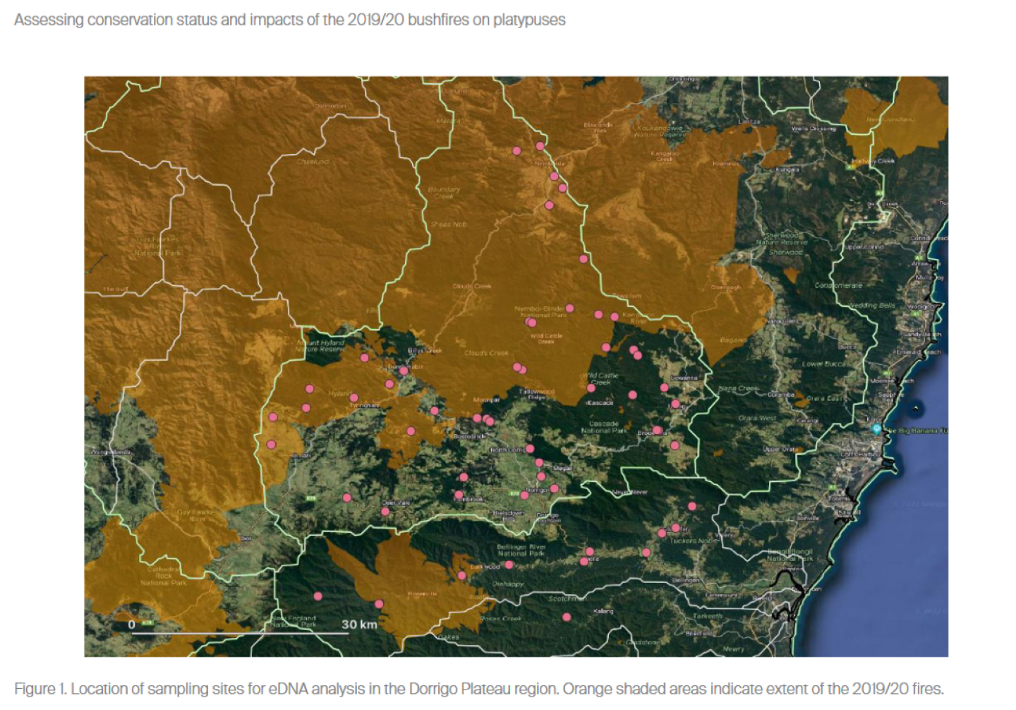 COMPLETED Surveying platypus populations in the Orara Valley using eDNA technology.