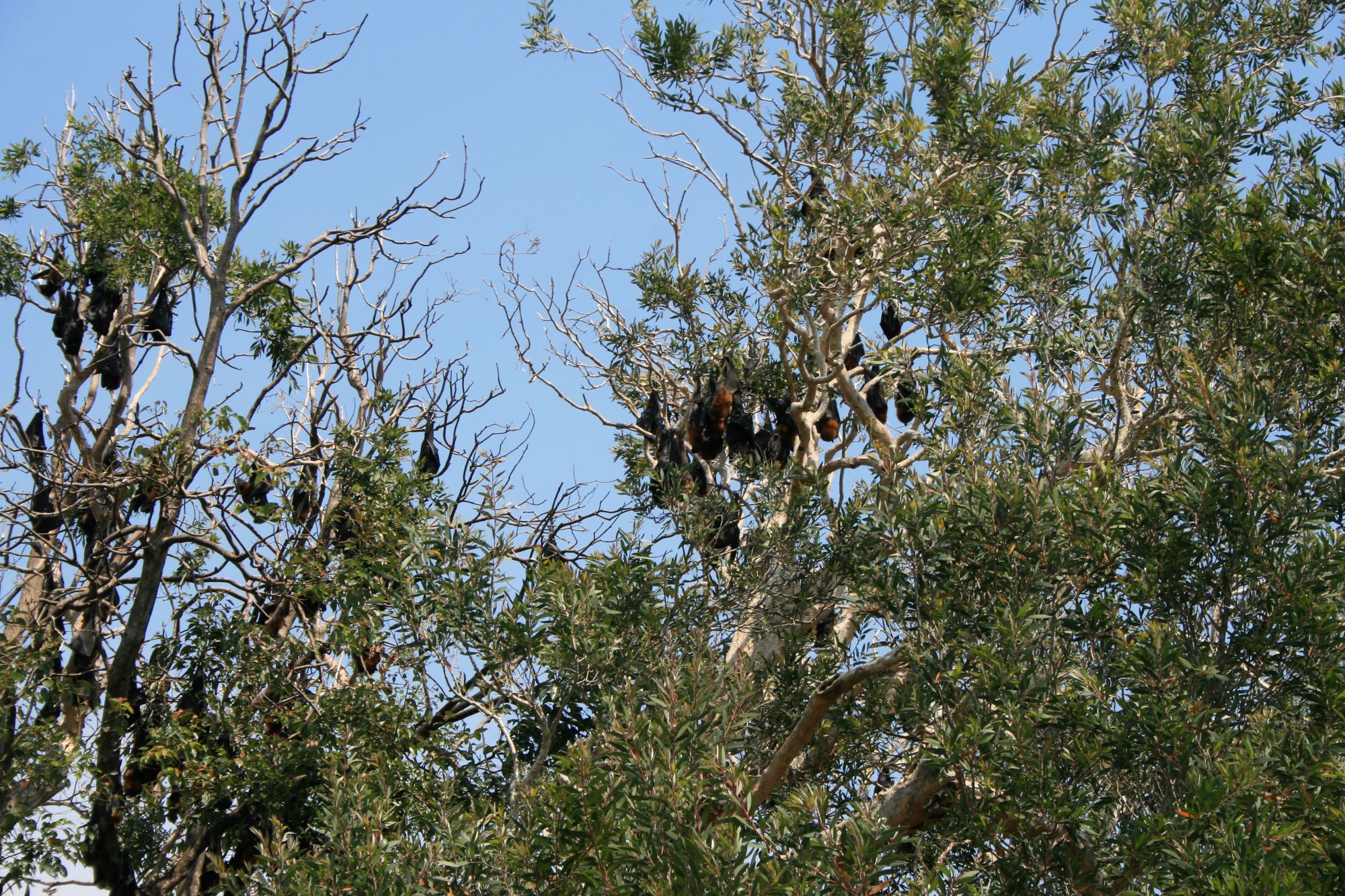 Protecting Grey-headed Flying-fox camps and foraging resources in the Bellingen and Coffs Harbour LGAs