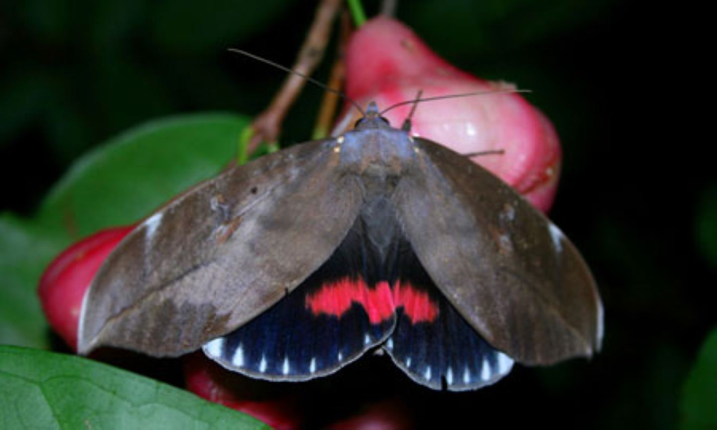 Jaliigirr SOS Southern Pink Underwing Moth Project