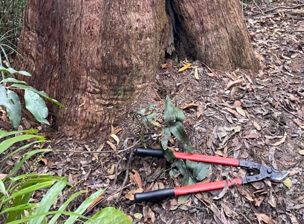 Tree with koala scats at base.