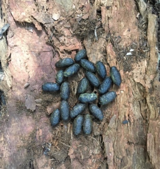 Protocol for Koala Scat Collection